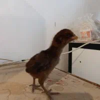 جوجه لاری ۱۰ روزه
