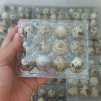 بلدرچین