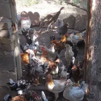 مرغ و خروس گلین