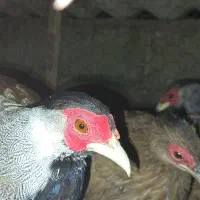 جفت سیلور 1 سال و 1 ماه