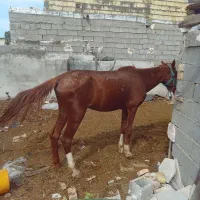 اسب آرام سواری