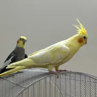 جفت عروس هلندی