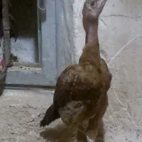 جوجه لاری