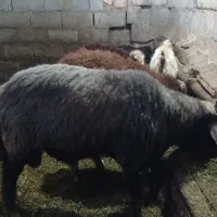 قوچ چال