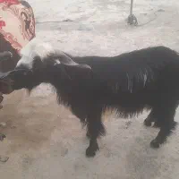 گوسفند چاق