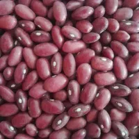 لوبیا قرمز پرورشی