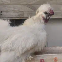 خروس ابریشمی