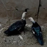 اردک
