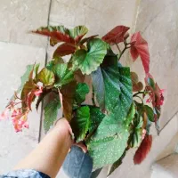 بگونیا عروس و مرجان فروش به علت کمبودجا