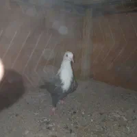 سه عدد جوجه کلاغ