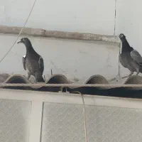 کفتر پلاکی جفت و جوجه