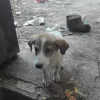 توله سگ چوپان
