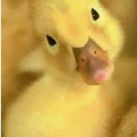 فروش یه تعداد جوجه اردک