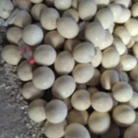 تخم شترمرغ واسه نقاشی