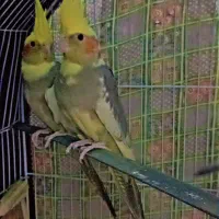 عروس هلندی بالغ