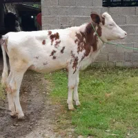 گوساله ماده دورگ سیمینتال لیشه گاو