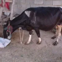 گاو ازهمه نوع جوان