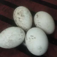 تخم قوغازچینی اصیل