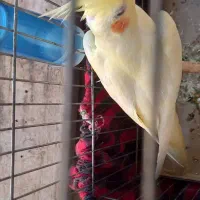 عروس هلندی