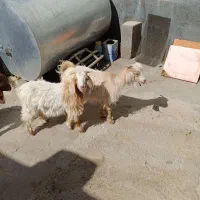 بزغاله ماده