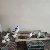 جفتن پروازی