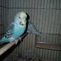 مرغ عشق انگلیسی