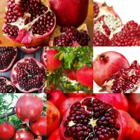 توزیع نهال گلدانی