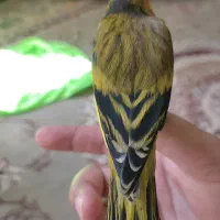 سهره قناری دهندار 2 ول ول 5دهن سر آوازش پاک پاک