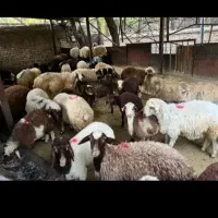 گوسفند کوهستانی وکم چربی
