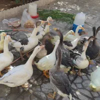 غاز و قو غاز محلی