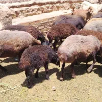 میش و بره