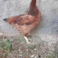 مرغ محلی خوب و تخم گذار