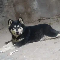 واگذاری سگ هاسکی دم پرچمی به صورت توافقی
