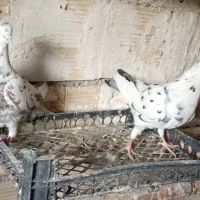 کبوتر قلمکار ماهرو