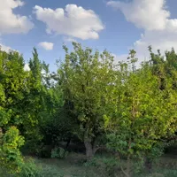 باغ ۵۵ ساله از ۵۰۰ متر به بالا|فروش خانه و ویلا|تهران, شاهین|دیوار