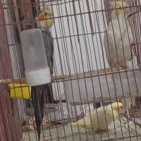 عروس هلندی سخن گو