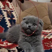گربه اسکاتیش ماده دو ماهه با نامه سلامت و وسایل
