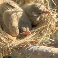 جوجه قناری