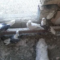 کفتر فقط و فقط دانه ۲۰۰ هزار تومان حراج