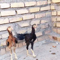 جوجه خروس