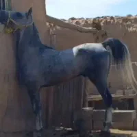 سه عدد اسب