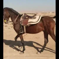 فروش اسب ۶ دانگ بازی دار سرو دم گیر