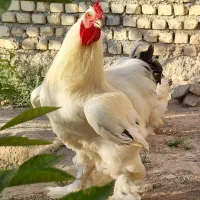 تخم نطفه دار  برهما غول پیکر.(امپراتور)