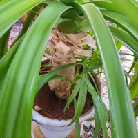 گل ذرتی|گل و گیاه طبیعی|مرودشت, استادیوم‎|دیوار