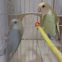 پرنده طوطی برزیلی جفت هستند دونه ای ۲ میلیون
