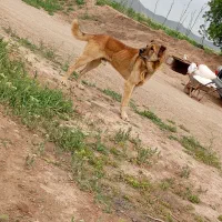 سگ سرابی|سگ|کبودرآهنگ, |دیوار