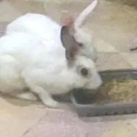 خرگوشی ها
