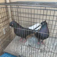 سیاه دم سفید