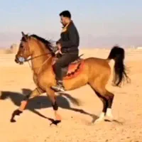 کرد 5ساله کره سهیل