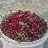 آلبالو رسمی و فرنگی